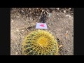 Sweetest Valentine Stop Motion 2013