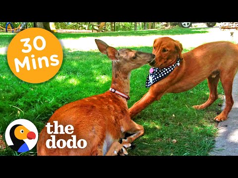 30+ Minutes Of The Oddest Couples You've Ever Seen | The Dodo