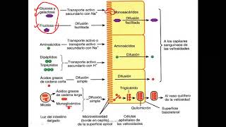 Bioquímica - Digestión y absorción de carbohidratos -