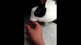 my rabbit licking me