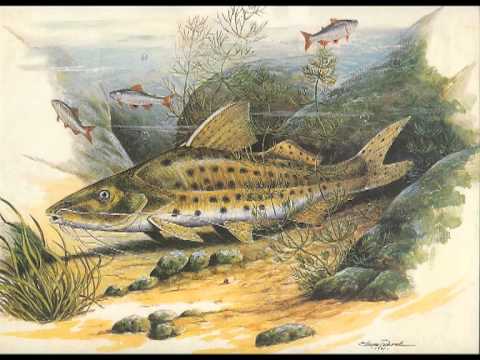 Pescaria video
