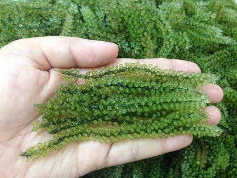 download lagu mp3 mp4 Where Do You Get Sea Grapes, download lagu Where Do You Get Sea Grapes gratis, unduh video klip Where Do You Get Sea Grapes