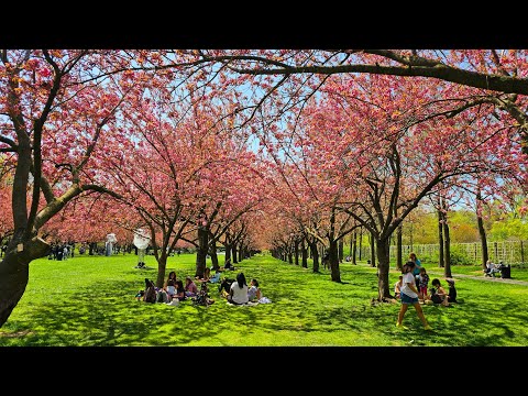 The Enchanting Elegance of the kanzan Cherry Rose lyn