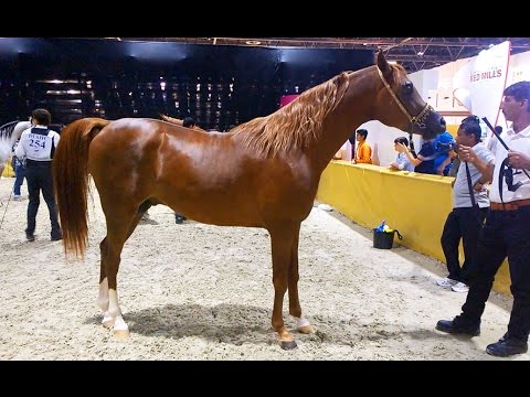 Arabian Horse, before The Show