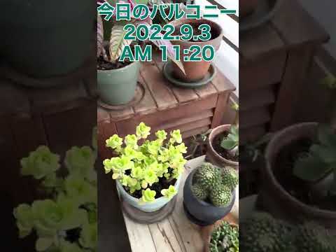 プランターに大根の種を蒔く