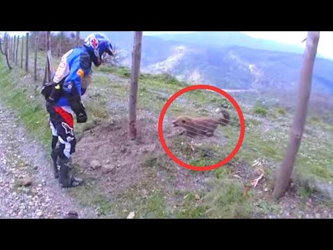 Wild Fox Starts Biting Biker For Trying To Free Him From Razor Sharp Wire Video
