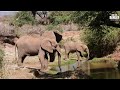 Elephants Drink Buffalo Springs Zebra Plains On Tour