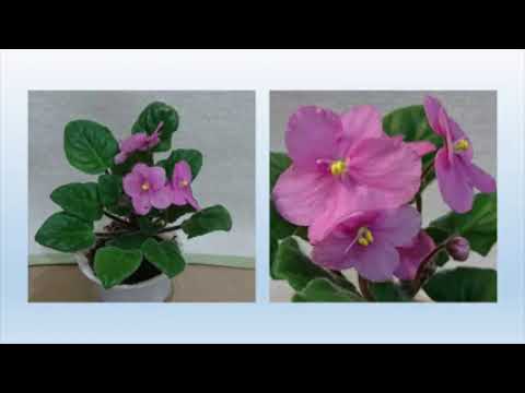 hua cao shu mu fei zhou zi luo lan you dao liao hua er sheng kai de shi hou chu liao yong xie fan zh