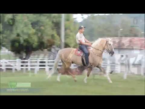 LOTE 10 MAJESTADE DA SABE