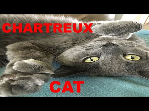 The chartreux cat everything you need to know before buying it ( 8 facts )