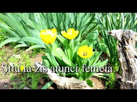 Vio Diacu - Iată un grup de Iudei (Cu Versuri) (O Samaria, O Samaria)