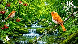 Escape Stress with Birdsong & Piano Music 🍃 Nature Sounds for Relaxation and Inner Peace