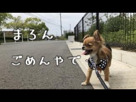 私の犬の耳は垂れています - 原因と対処法