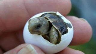 Sea Turtles Virginia.......Awesome stuff!