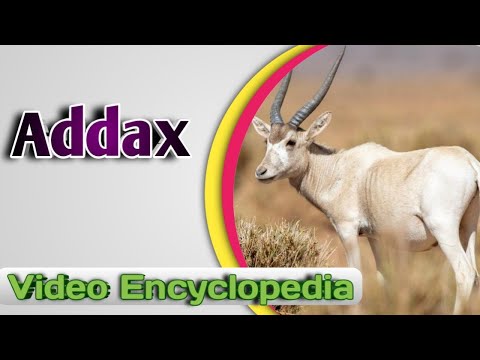 Addax (white antelope) - Video Encyclopedia