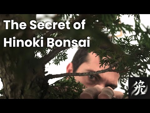 Hinoki Cypress Bonsai secrets: Step-by-Step Styling Guide!