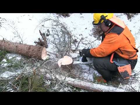 Aarre 2025 | Miten Huskun ja Stihlin akkusahat pärjäsivät ensiharvennuksella?