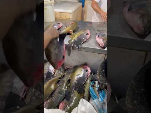 Tambaqui #feiramanausmoderna #manausamazonas