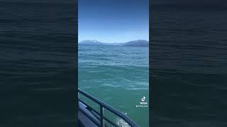 Whale Watching in Juneau Alaska