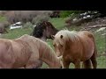 Wild Horses in the Arrowhead Mountains - Documentary