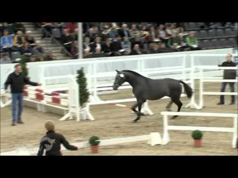 2011 Hanoverian Stallion by Coupe de Coeur