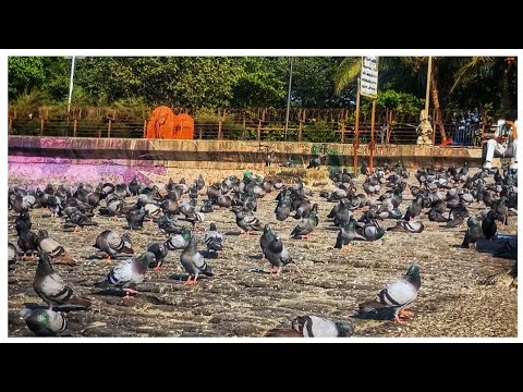 I captureing this video in dadar chopati mumbai #travel