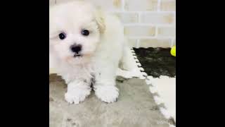 ハーフ犬の動画01