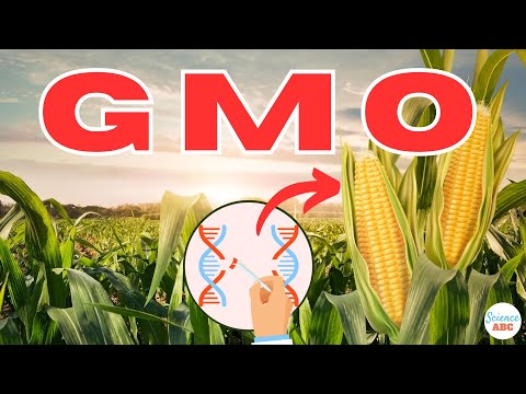 What are GMOs (Genetically Modified Organisms)?