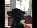 Rottweiler - Rottweiler que no le gustan las verduras