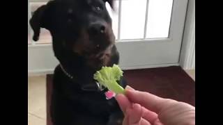 rottweiler que no quiere verduras