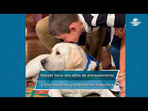 Así ayuda el perro Wasabi a Iñaki, hijo de Rafa Sarmiento y "La Choco"