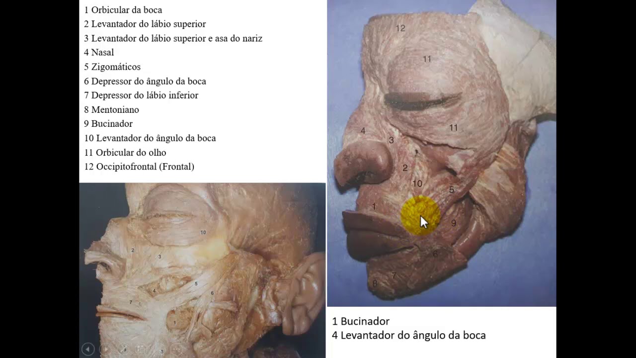 MÚSCULOS DA CABEÇA