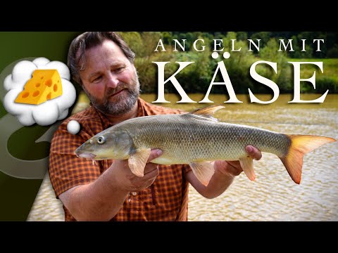 Friedfischangeln mit KÄSE 🧀 Der Alleskönner unter den Angelködern!
