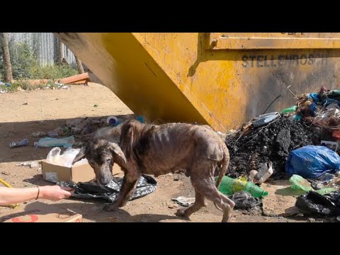 Feral Dog Makes An Incredible Comeback!