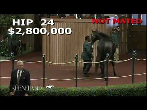 2012 November Breeding Stock Sale - Hip 24, Harmonious
