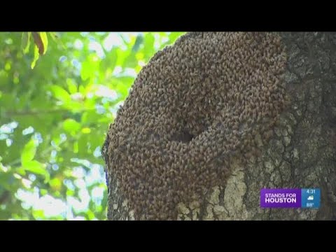 YouTube video about: How do you shoot a killer bee joke?