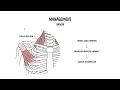 Thoracic Outlet Obstruction Explained | Causes, Symptoms, Tests & Treatment