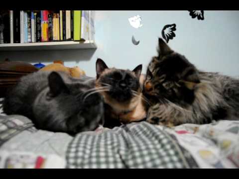 Moira,Sirius and Breena,a happy cat-family!