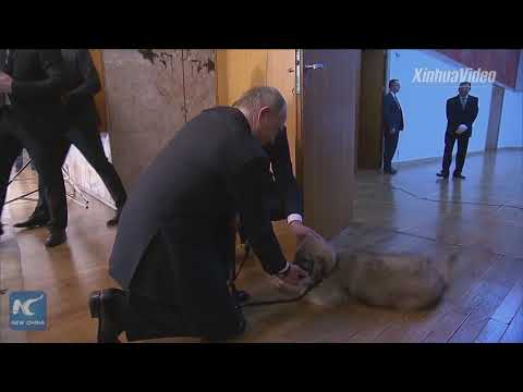 Puppy love: Vladimir Putin gets new pooch from Serbian president