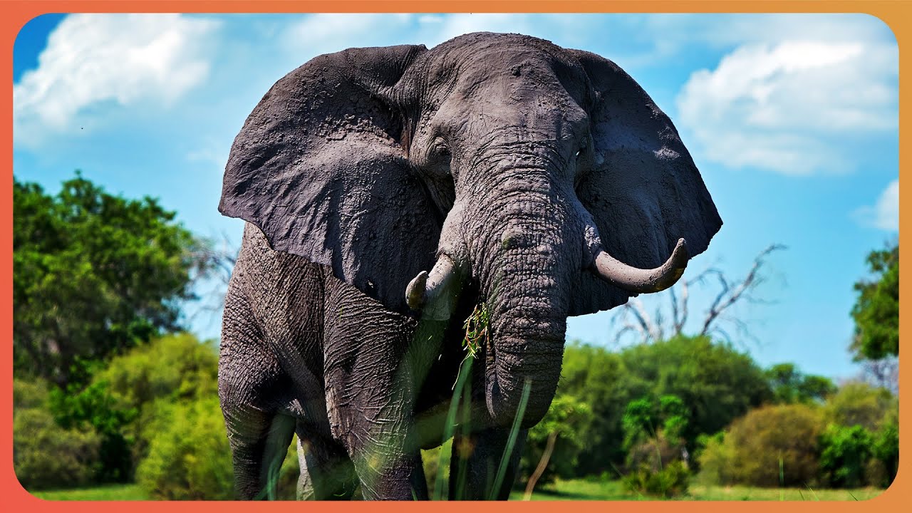 Elephant Wildlife – BEST Africa Wildlife Documentary