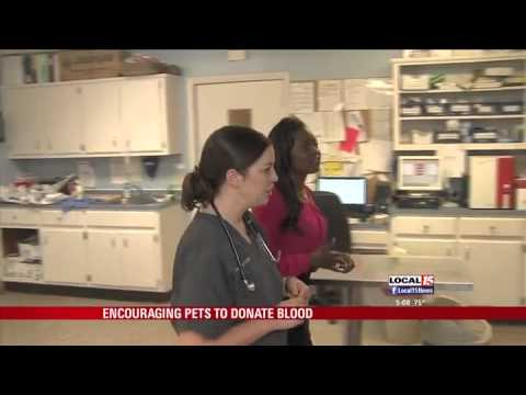 You & Your Pets Can Donate Blood Too