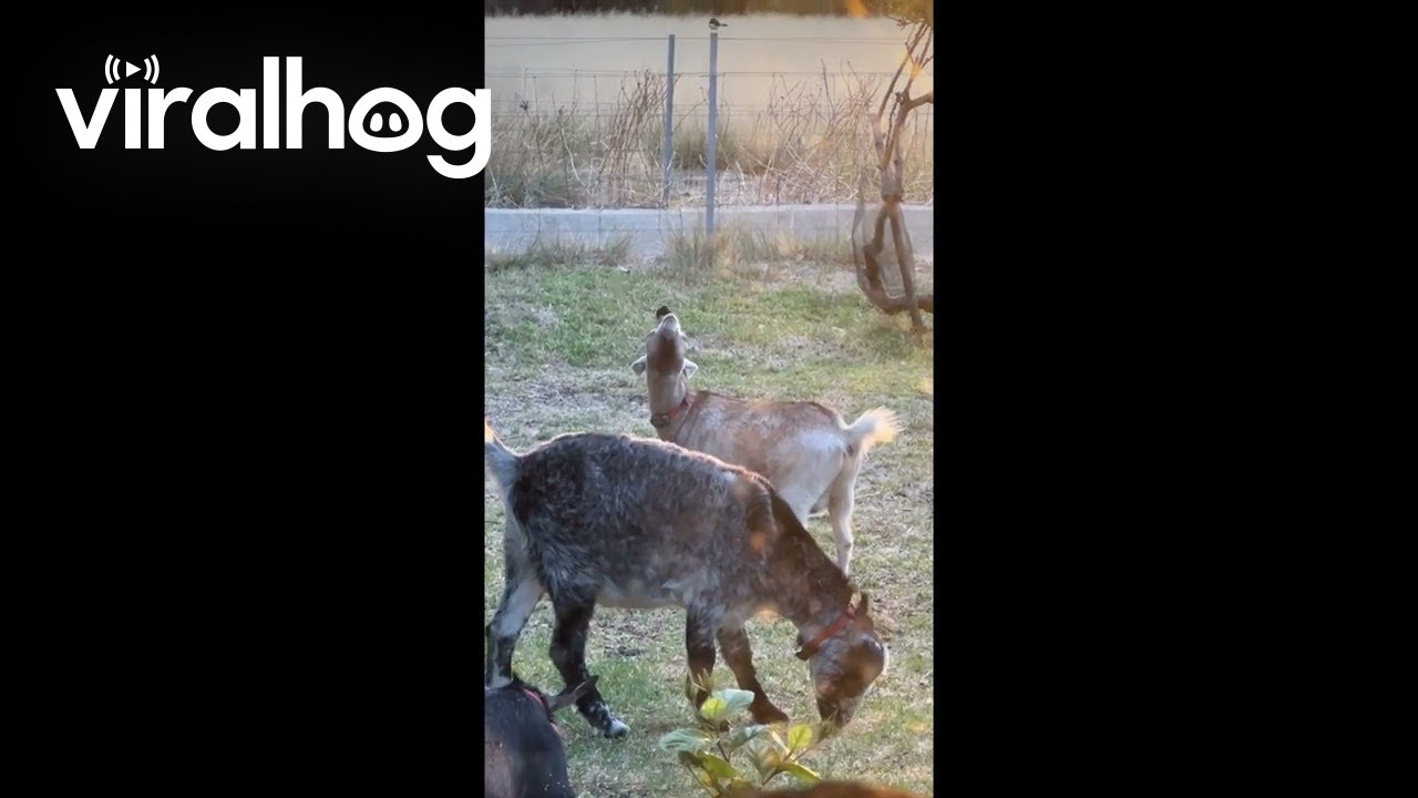 Goat and Willie Wagtail's Unexpected Friendship || ViralHog