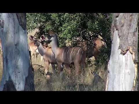 Djuma: Red-billed Hornbill and Kudus and Impalas seeking shade from tree - 12:20 - 06/23/20
