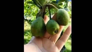 Miniatura do vídeo