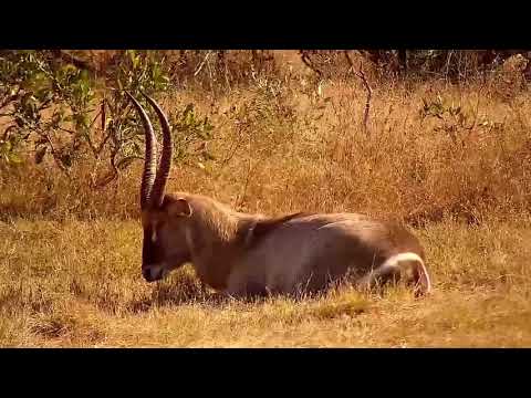 Djuma: Warthogs, Impalas and Waterbuck bull - 14:55 - 07/18/21