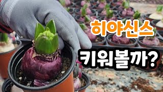 향기가  좋은 히야신스 꽃 키워 볼까?
