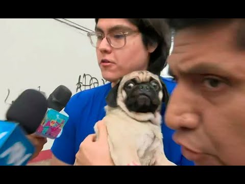 Violencia contra ellos aumenta: Casos de maltrato animal que se registraron en el Perú en el 2023