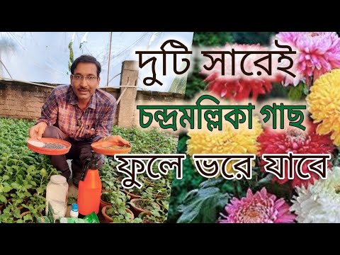 মাত্র দুটি সারেই চনদ্রমল্লিকা গাছ ফুলে ফুলে ভরে যাবে Chrysanthemum flowering Secret