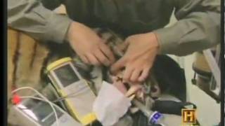 Modern Marvels Television Segment