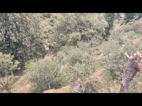 Munish is beautiful place on top of hill surrounded by deodar trees.